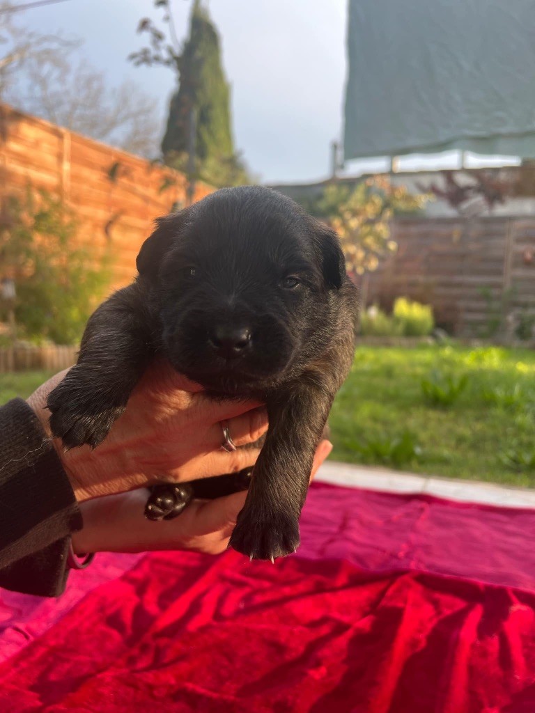 De La French Riviera - Chiot disponible  - Berger Belge