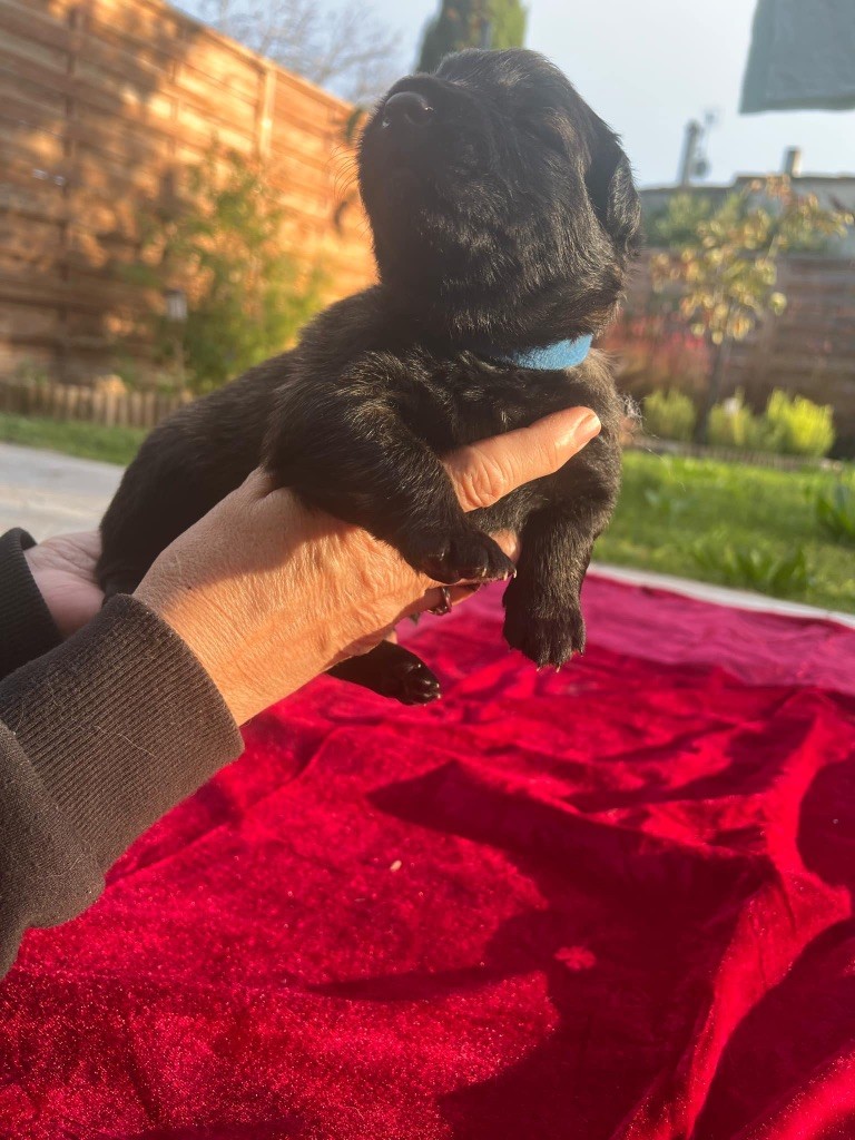 De La French Riviera - Chiot disponible  - Berger Belge