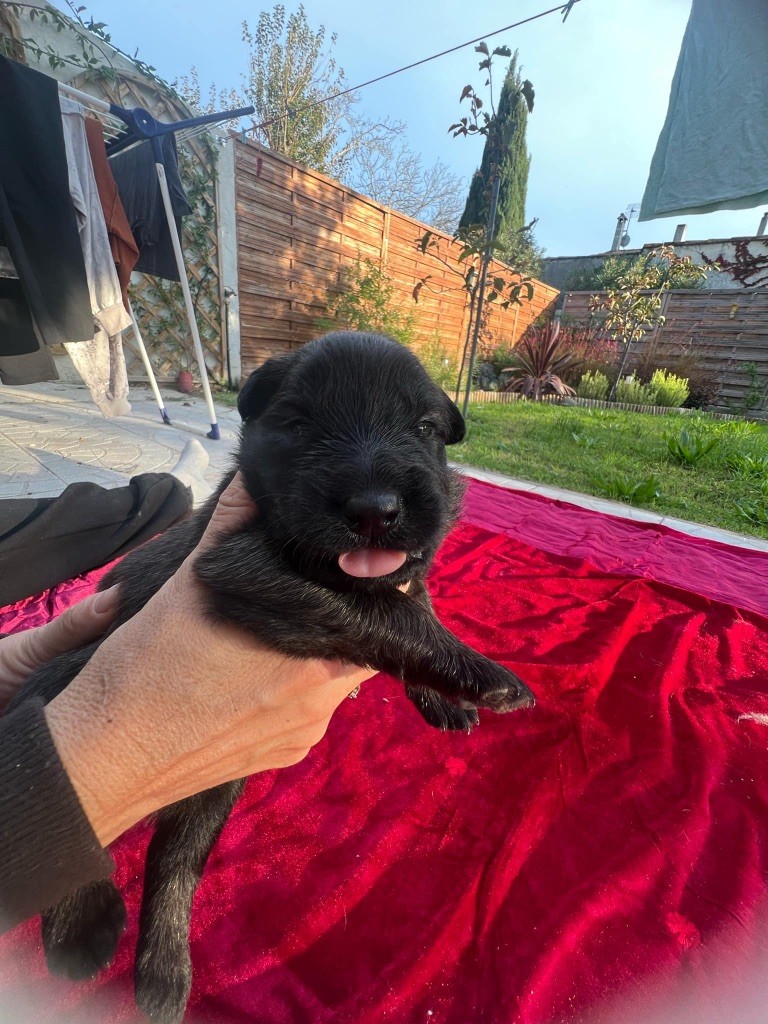 De La French Riviera - Chiot disponible  - Berger Belge