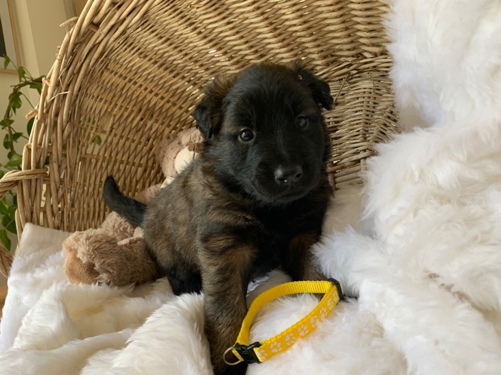 De La French Riviera - Chiot disponible  - Berger Belge