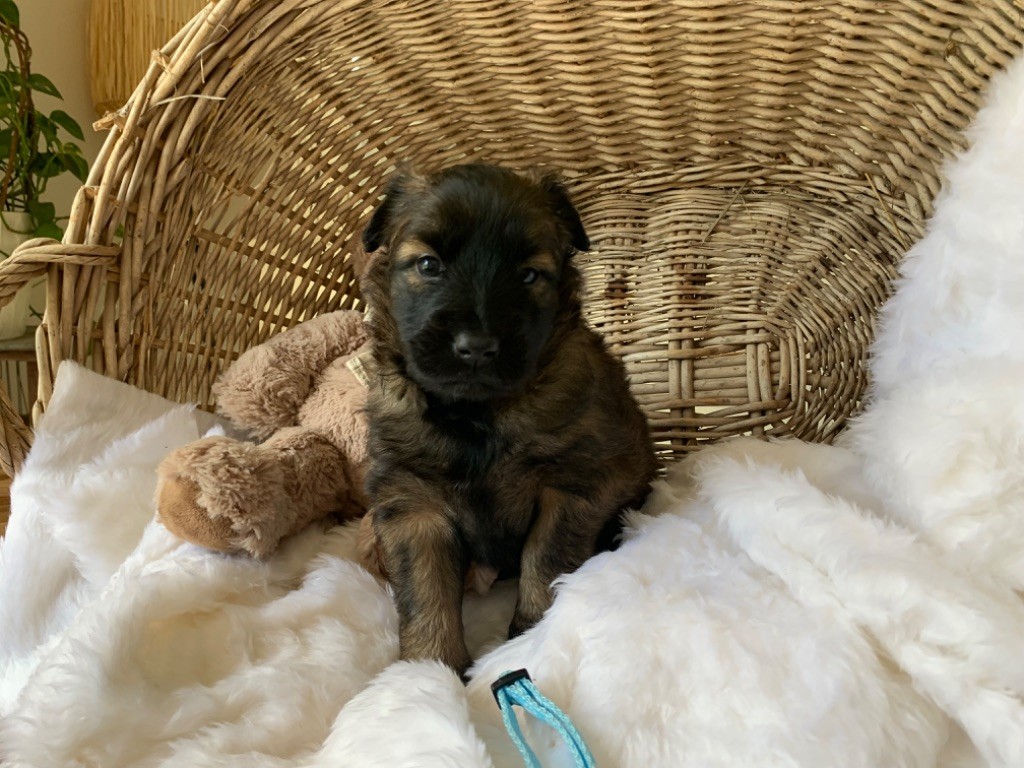 De La French Riviera - Chiot disponible  - Berger Belge