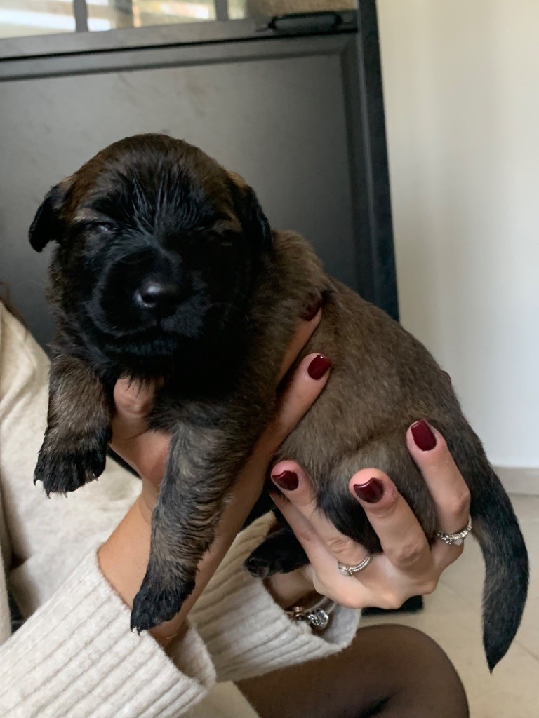 De La French Riviera - Chiot disponible  - Berger Belge