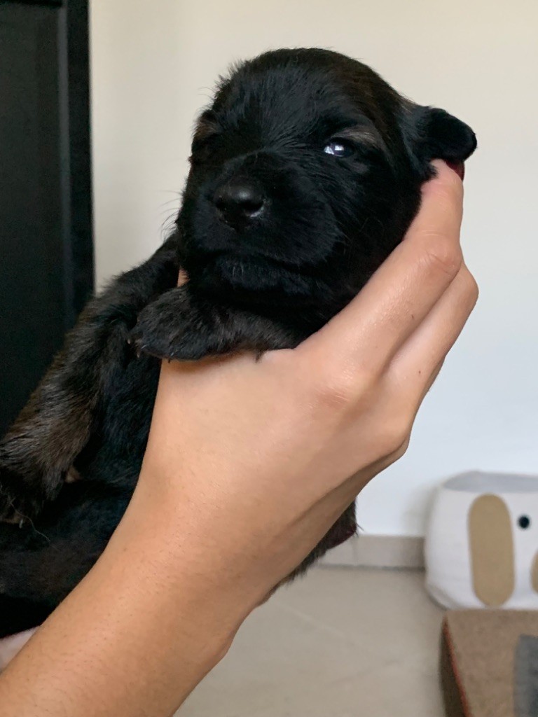 De La French Riviera - Chiot disponible  - Berger Belge